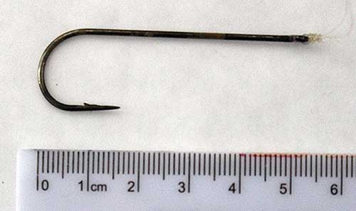 Fish hook taken out of Bertie