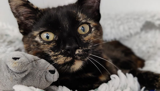 Remarkable recovery for a kitten with a life-threatening blood condition