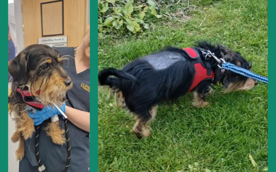 Overcoming Spinal Issues – Coco’s Brave Journey.