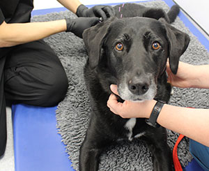 Harry - Labrador cross