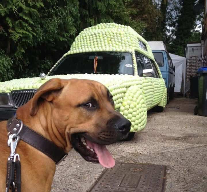 Case Study: Food Pipe Obstruction – Ernie’s Tennis Ball