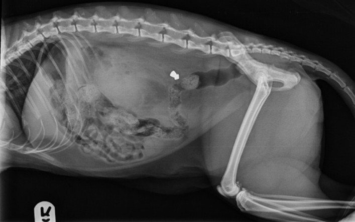 Renal Gunshot Injury in a Domestic Cat (Harley): Case Report
