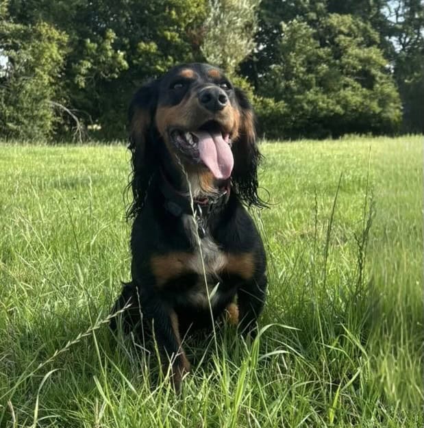 Case Study: Woody And His Oesophageal Mass