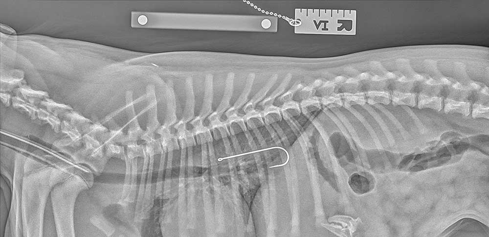 X-ray showing the fish hook within Bertie